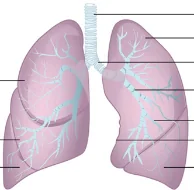 Sante Hospital - Periodontal disease (Figure 2)